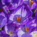 Clump of Crocuses