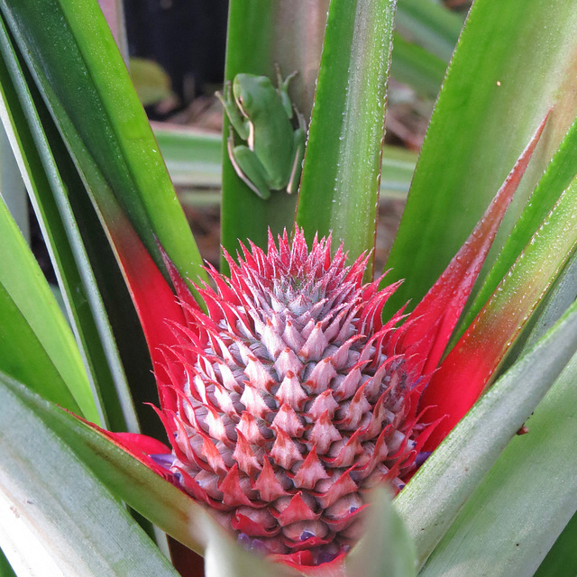 Pineapple with frog