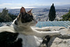 Athens 2020 – Cat at the top of Athens