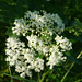 Les petites étoiles blanches de la fleur de sureau.