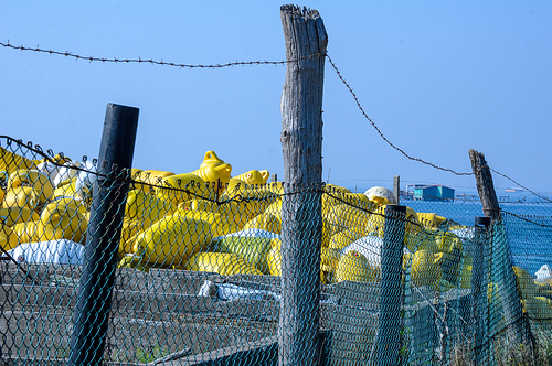 Bouées jaunes et grillage vert