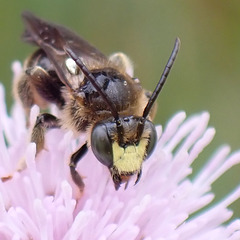 Auen-Schenkelbiene, Männchen