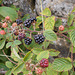 wpd[25] / gdn[25] - brambles
