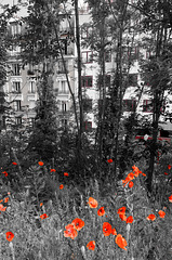 Coquelicots parisiens