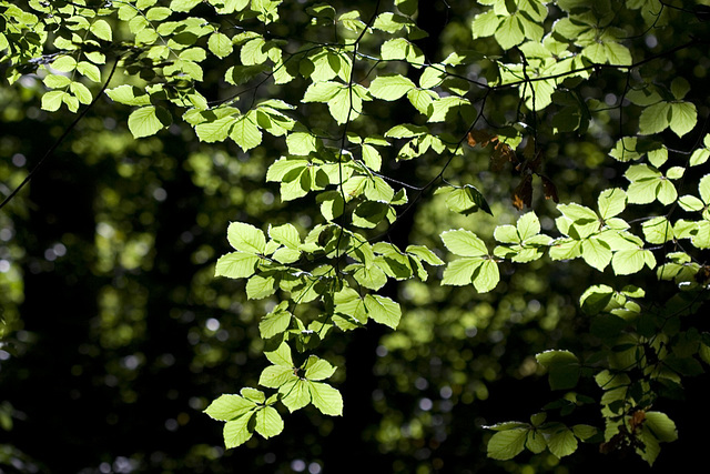 Woodland luminence