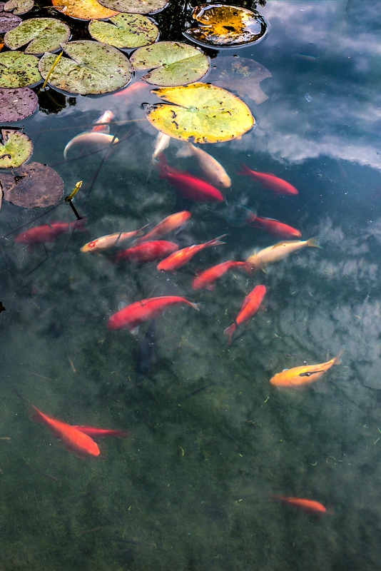 Koi and Clouds