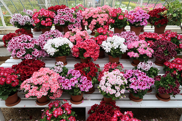 Pelargoniums