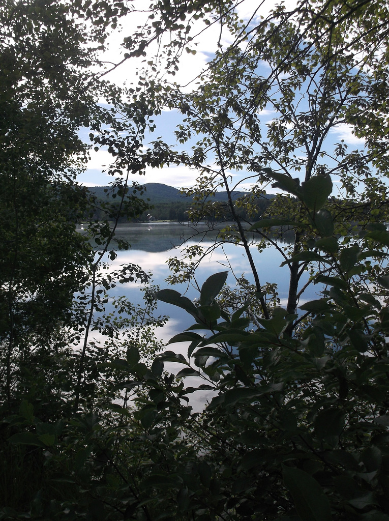 Feuillage mouillé / Wet foliage