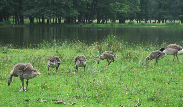 A Walk in the Park II