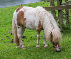 At Cotebrook shire horse centre2