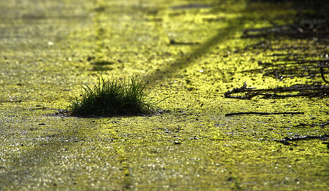 Moss,Light And A Clump!!