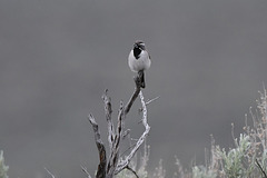 Black-throated Sparrow