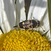 20200609 8165CPw [D~LIP] Insekt, Bad Salzuflen