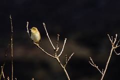 Willow Warbler on bare branches-5615