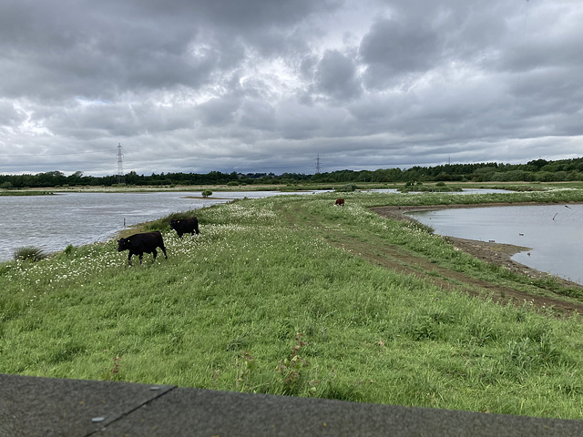 Wader Scrape Hide view