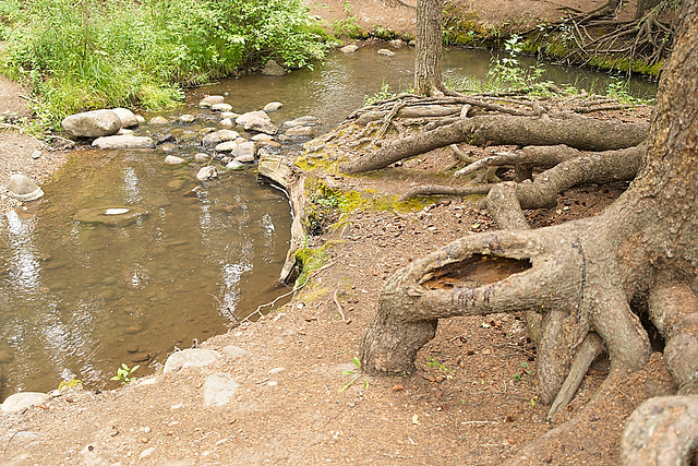 roots and stones