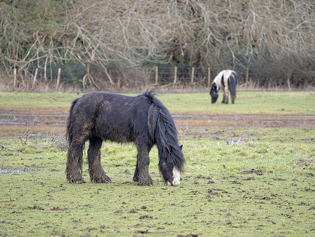 A Wet and Muddy Horse