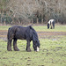 A Wet and Muddy Horse