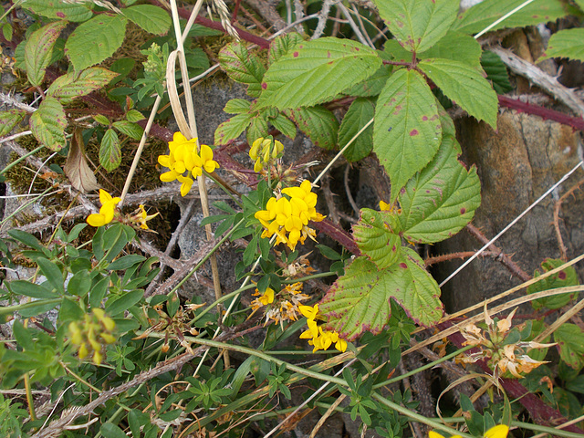 wpd[25] / gdn[25] - vetchling