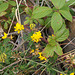 wpd[25] / gdn[25] - vetchling
