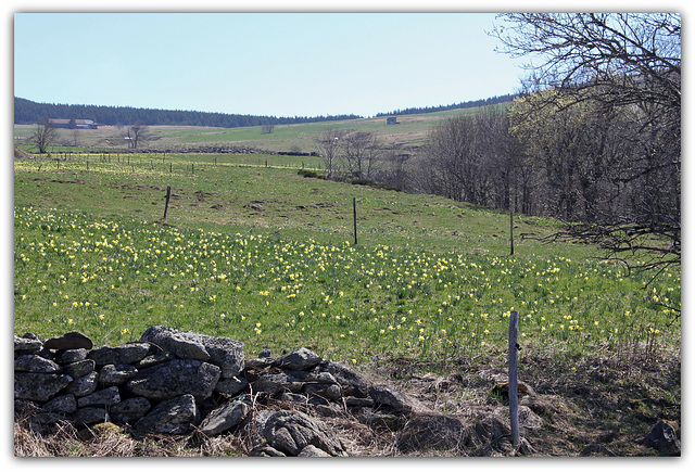 Le temps des Jonquilles (1)