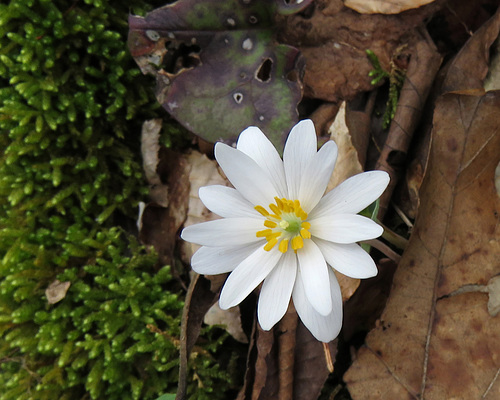 Bloodroot Flower