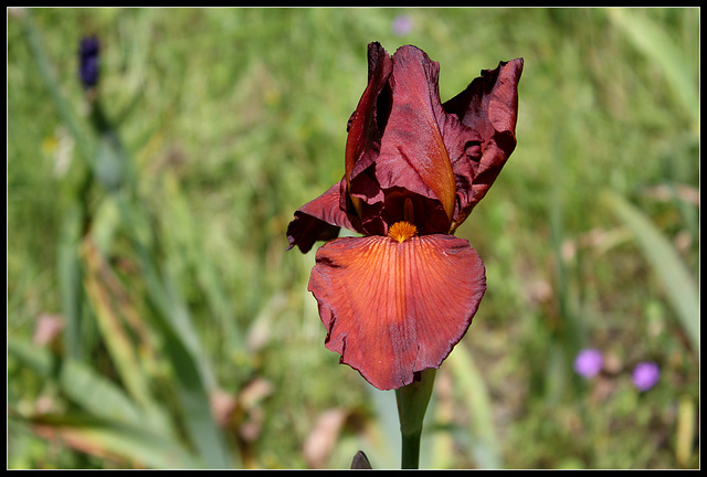 Dutch Chocolate