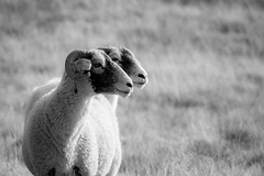 Infra Red Sheep