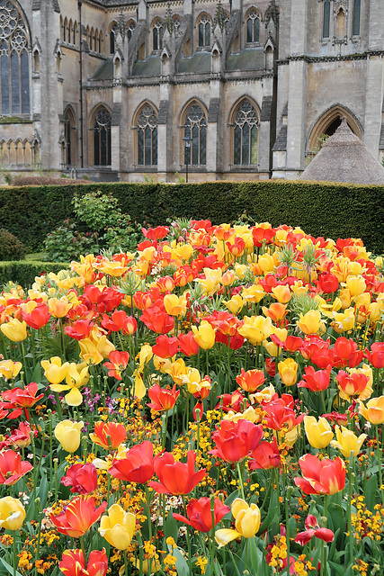 Cathedral and tulips