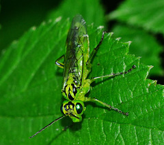 Sawfly. Rhogogaster viridis