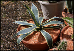 Agave americana variegata (3)