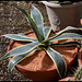 Agave americana variegata (3)