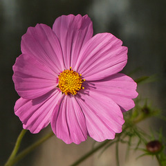 Cosmos beauty