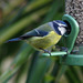 Bluetit