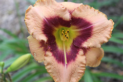 from the Garden~  a variety of a hybrid Day Lily~~