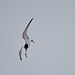 Little tern EF7A5138