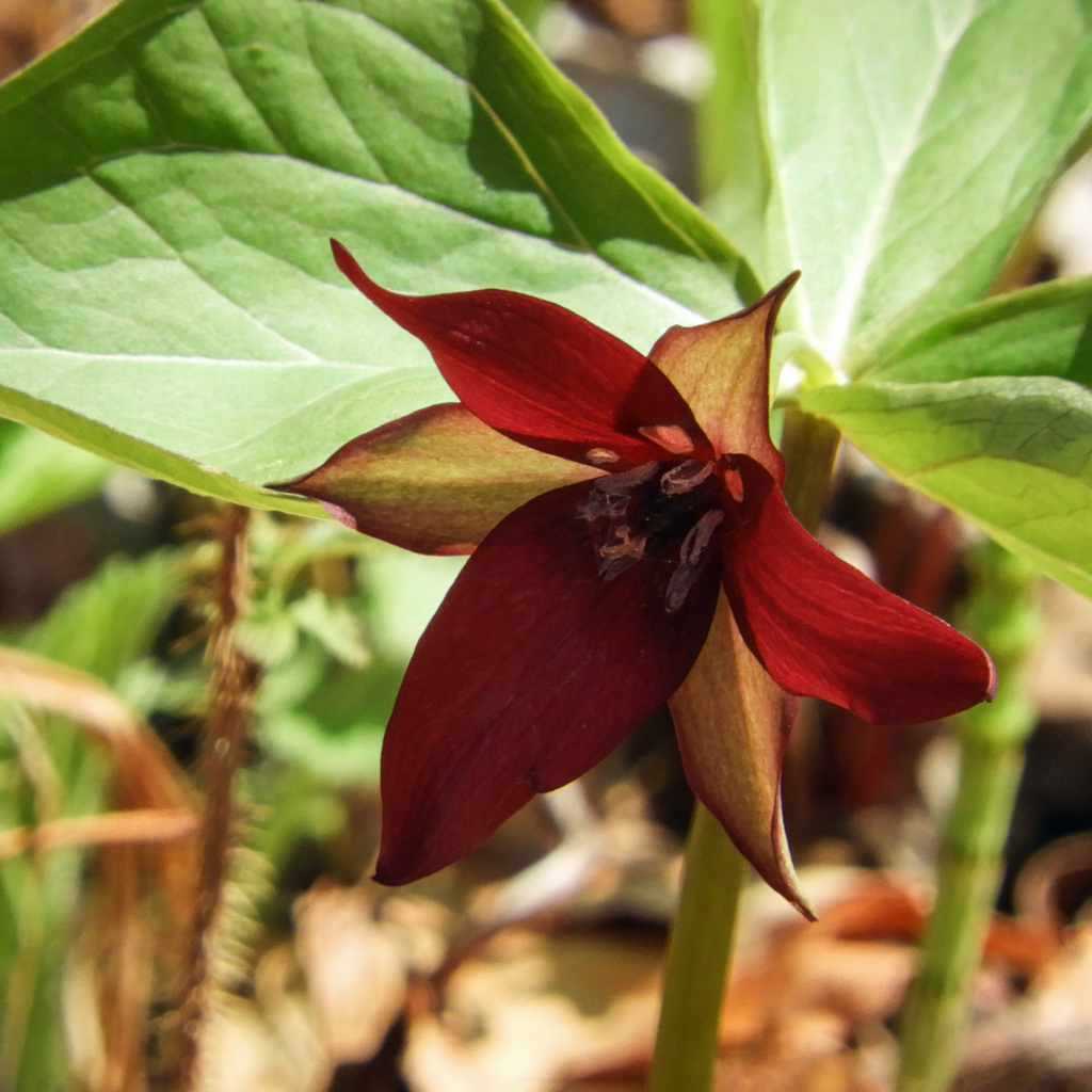 Day 2, red Trillium, Rondeau PP