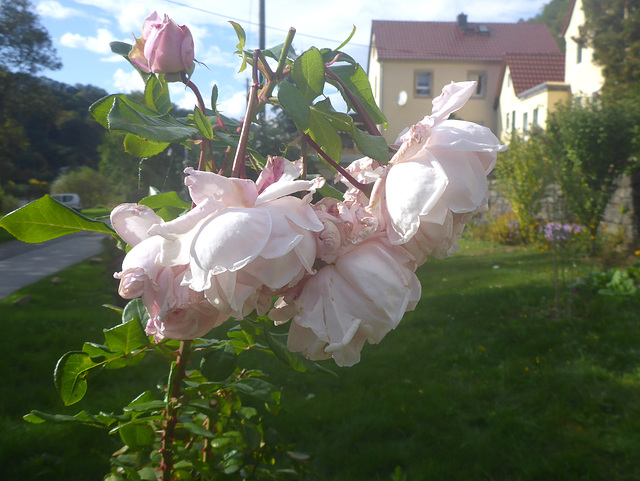 Hochstämmige Rose - 'Constanze Mozart'