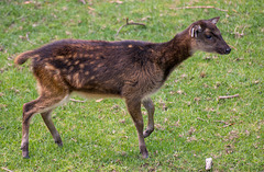 Phillipines spotted deer