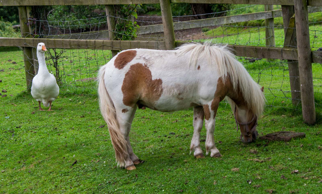 At Cotebrook shire horse centre7