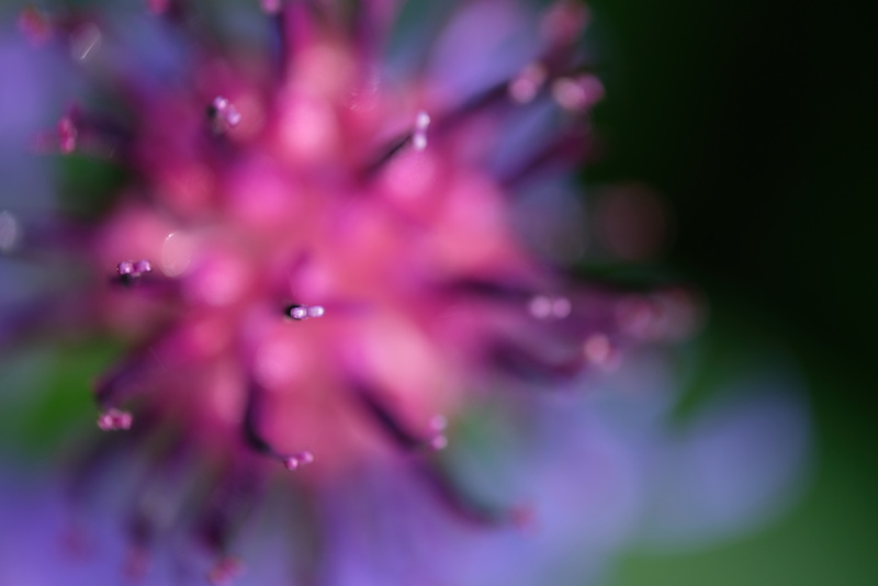 DSCF8531