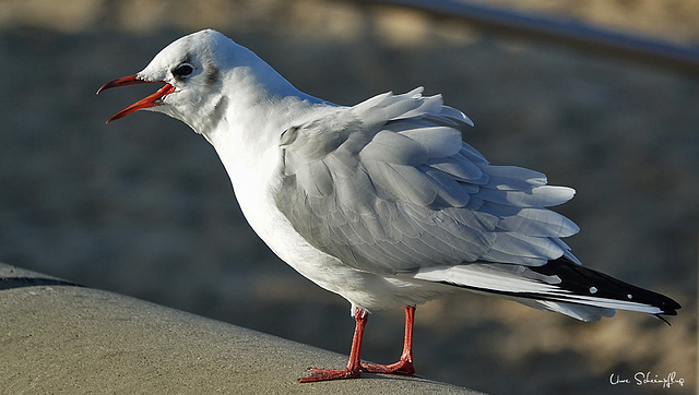 Mövenschrei...  Seagull Scream...