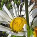 20200609 8166CPw [D~LIP] Insekt, Bad Salzuflen
