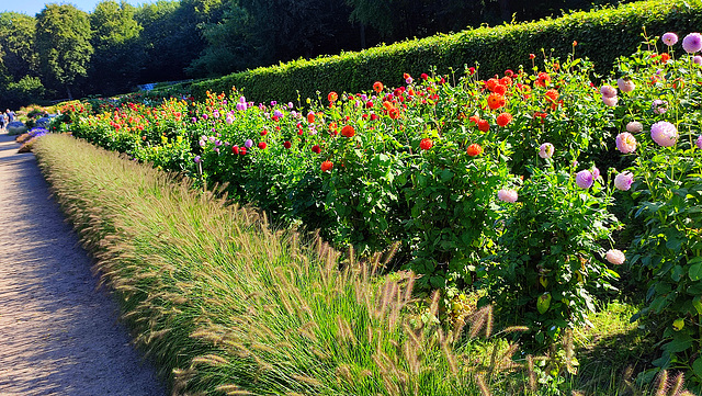 Dahliengarten im Altonaer Volkspark