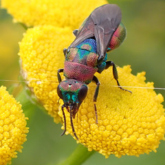 Goldwespe (Hedychrum rutilans)