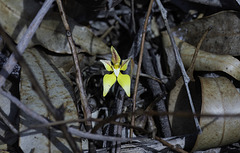 Cow Slip Orchid