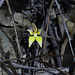 Cow Slip Orchid