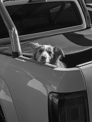 Watchful