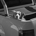 Watchful