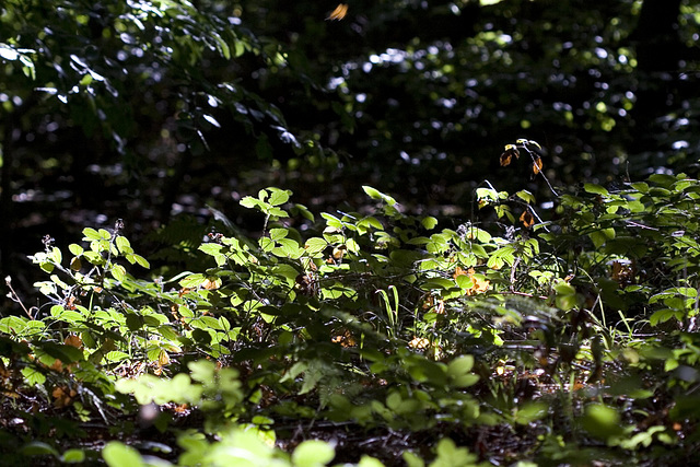 Glowing woodland floor